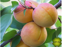 Водолей (очень сочный, морозостойкий)