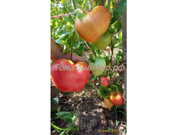 Томат Минусинский властелин