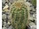 Echinopsis hybrid ‘Impulse’ x ‘Coquette’ (D=15-18mm, H=30mm)