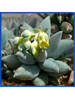 Pachyphytum coeruleum