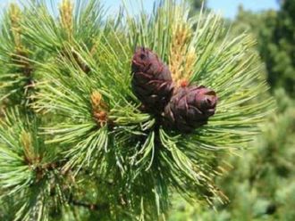 Кедровый стланик (Pinus pumila) 5 мл - 100% натуральное эфирное масло