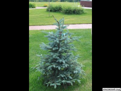 Ель колючая Аризона Кейбаб