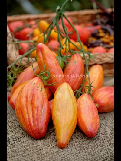 Томат Желтый Тюльпан, 5 шт