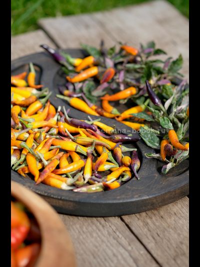 Перец острый Indonesian x Sweet Sunshine, 10 шт