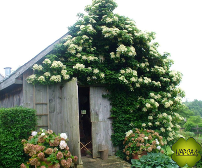 ГОРТЕНЗИЯ лиана плетистая