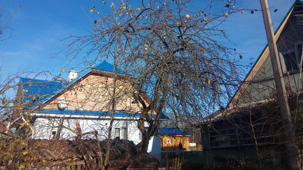 Обрезка плодовых деревьев и кустарников