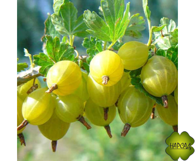 Крыжовник "Юбилейный" (очень вкусный! Сладкий насыщенный вкус)