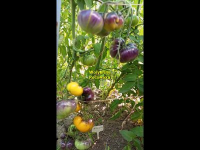 Томат Росомаха (Wolverine)