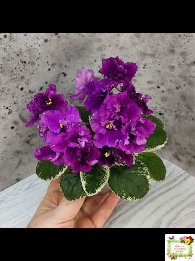 ЛЕ-Адреналин (Е. Лебецкая) 2020 г.