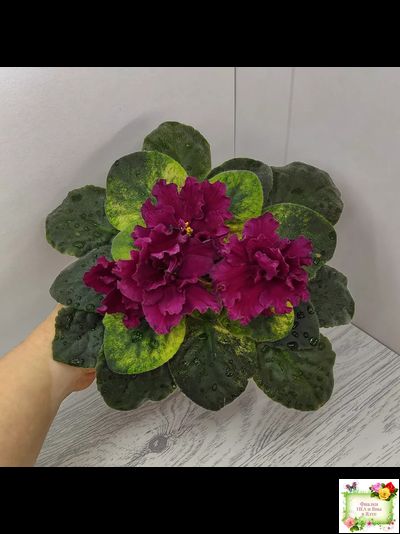 ЕК-Жара (Е. Коршунова) 2018 г.