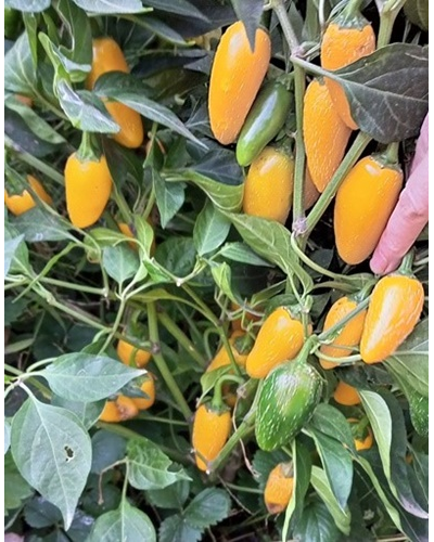 Перец острый Халапеньо желтый (Jalapeno Yellow)