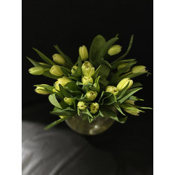 Тюльпаны пионовидные 25 шт