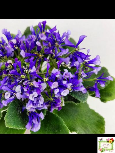 СК-Вьюнок (А.Кузнецов) (2 листа посажены в 1 стак. 24.01.26)