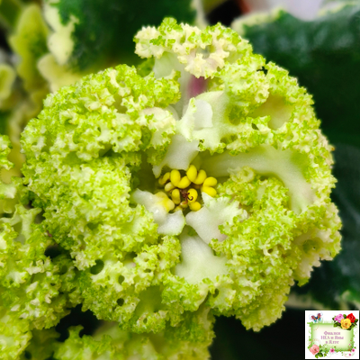 МТ-Яблочные Облака (М. Тотиева) 2023 г.