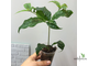 Randia macrantha (Euclinia longiflora) / Рандия макранта (Эуклиния лонгифлора)