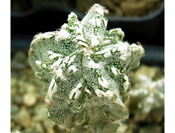 Astrophytum  (MY x ASRF) x MY HAKUJO FUKURYU RAMPO  (D=30 mm) 3