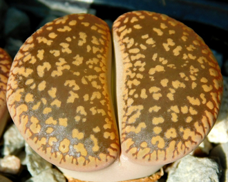 Lithops aucampiae (Kuruman form) C325 (MG) - 10 семян