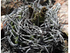 Gymnocalycium ferocior VG-320 (D=8 mm)