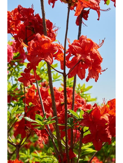 Рододендрон (Азалия)  Fireball