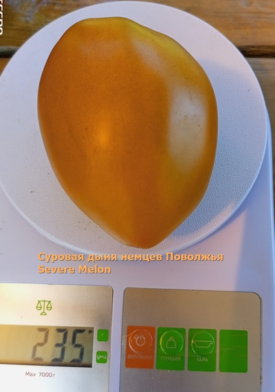 Томат Суровая Дыня немцев Поволжья (Severe Melon)