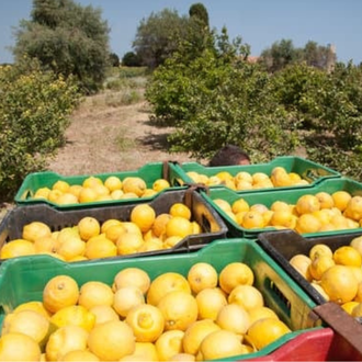 Лимон (Citrus limon) Испания, органик, 5 мл - 100% натуральное эфирное масло