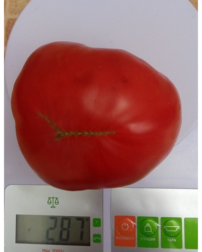 Томат Кристина Ватчева