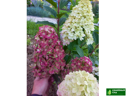 Гортензия метельчатая "Пантеон"