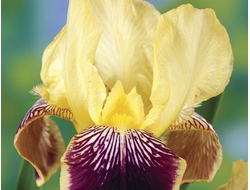 Ирис германский Nibelungen, C2