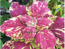 Колеус ИТА Рябушка