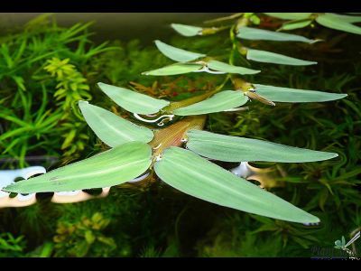 Гигрориза Аристата