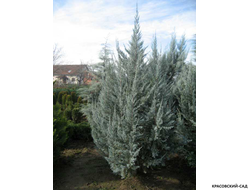 Можжевельник Блю Хэвн - Blue Heaven