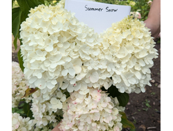Гортензия метельчатая Саммер Сноу