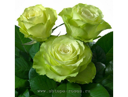 Грин Планет