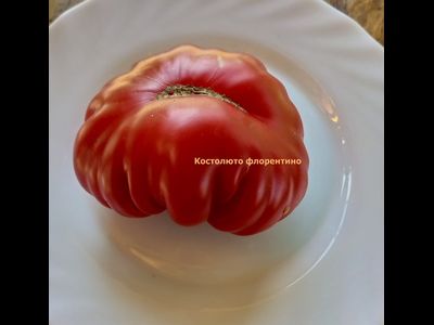 Томат Костолюто Фиорентино (Costoluto Fiorentino)