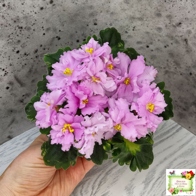 АВ-Поющие Пески (Фиалковод) 2021 г. (гёрл-листья с кроновой пестролистностью)