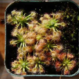 Геммы Drosera Nitidula x Pulchella