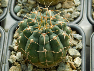 Gymnocalycium baldianum hybr - 10 семян
