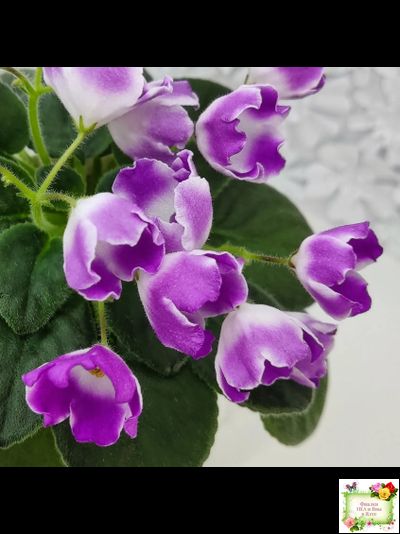 SimSim Magic Bells (Alex Mayer) (лист посажен 07.10.25)