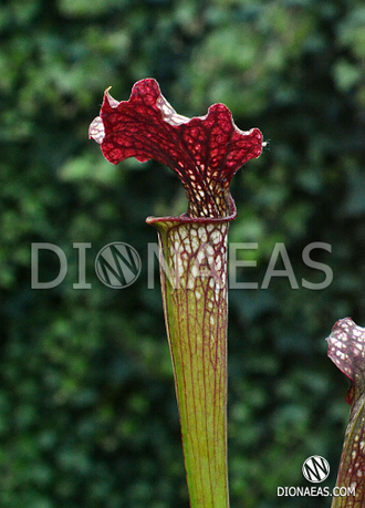 Sarracenia Alata hybrid 2