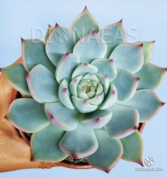 Echeveria Parva