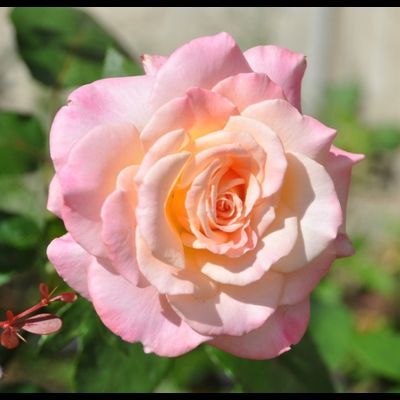 Космополитен (Cosmopolitan)