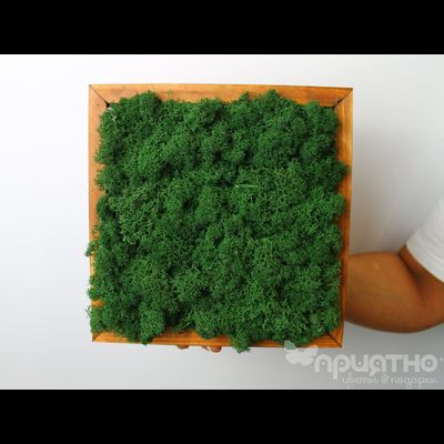 ЖИВАЯ ЭКО-КАРТИНА 1064