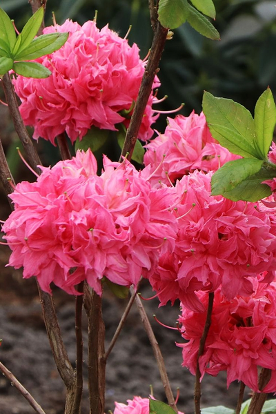 Рододендрон (Азалия) Homebush