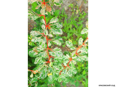 Барбарис Тунберга Natasza