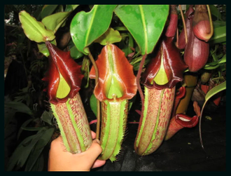 Nepenthes maxima x veitchii