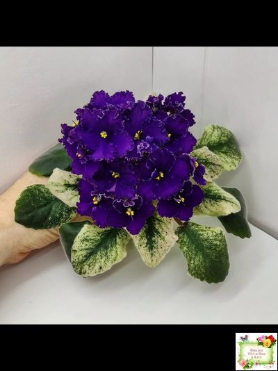 ЛЕ-Константин (Е. Лебецкая) 2019 г.