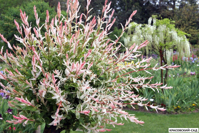 Ива Хакура-Нишики - Hakuro Nishiki