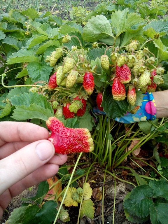 Клубника Купчиха Купить Саженцы