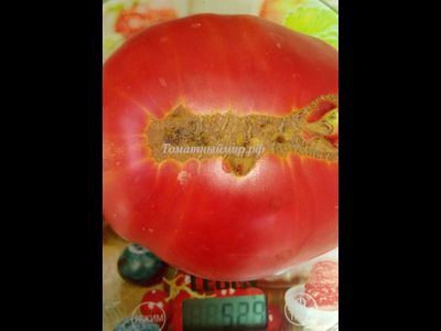 Томат Минусинский от Балуева