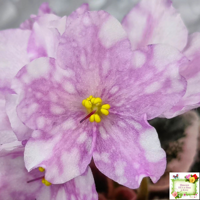 Rivermist Beguiling (J. Baker) (стартер)